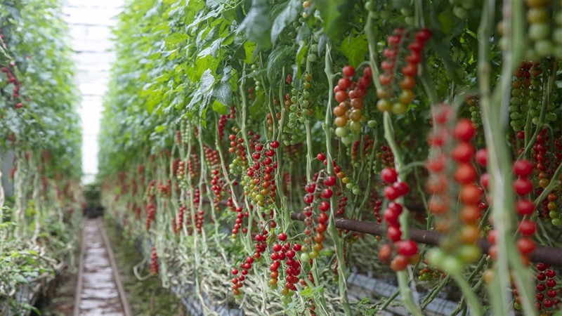 Tomatoes growing in glasshouse