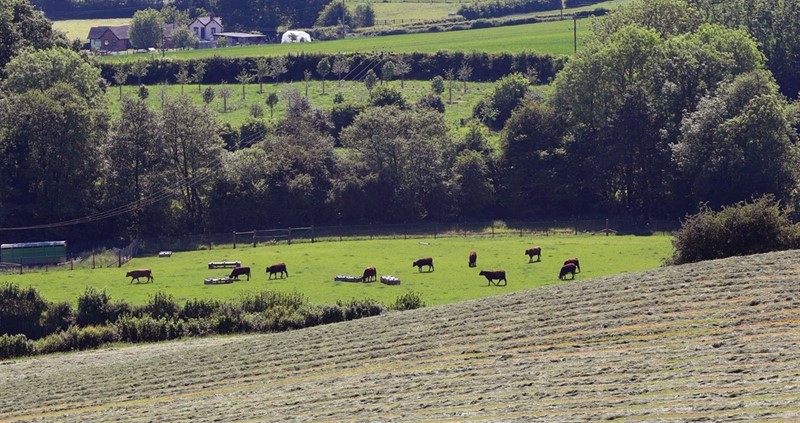 An image of livestock in a field