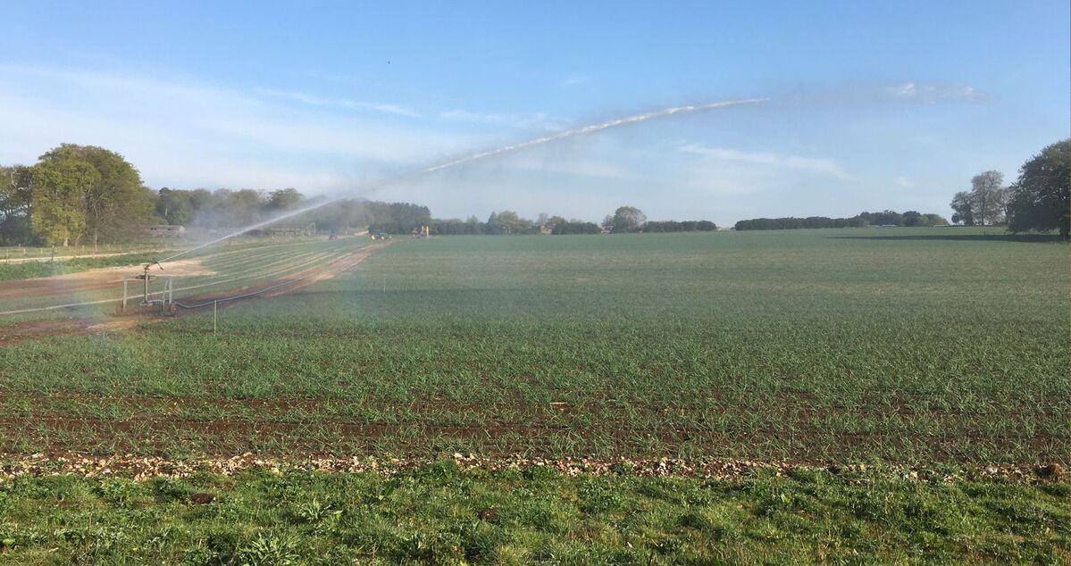 Irrigator being