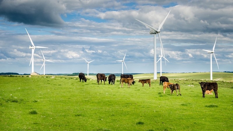 Cows grazing on a field around wind turbines