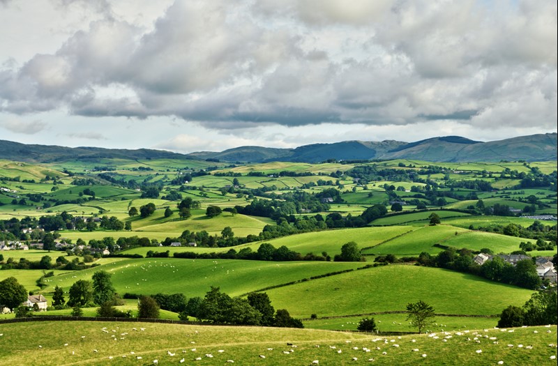 Landscape image of green fields, sheep and hedges