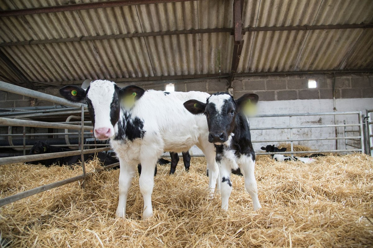An image of two calves in a cow shed