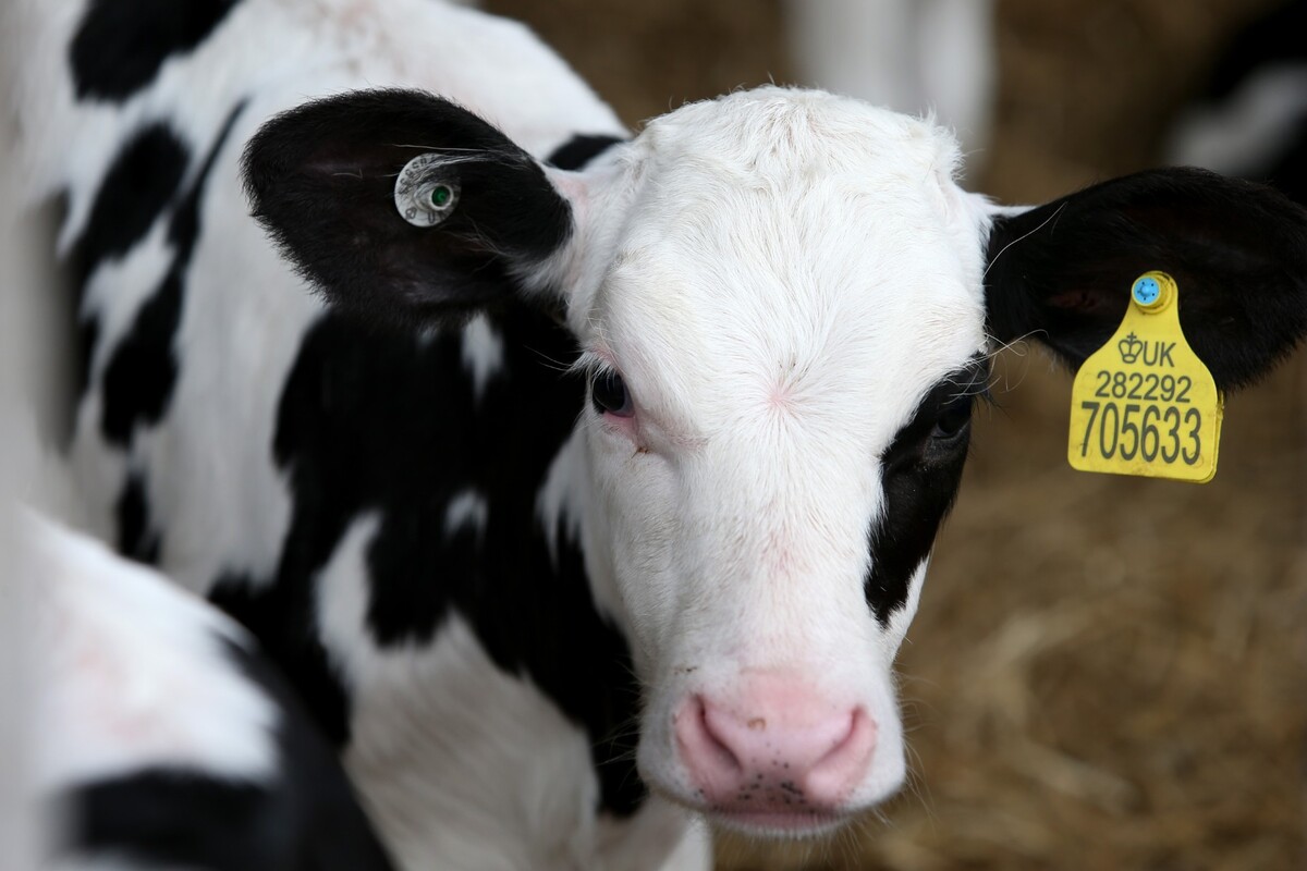Picture of cow with UK ear tag 