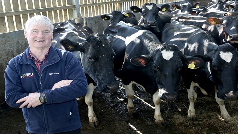 Haydn Evans with cows