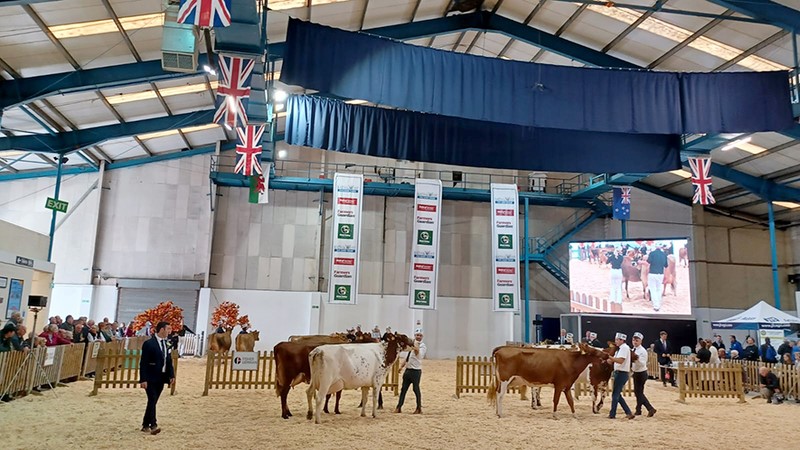Cattle being shown in the main ring