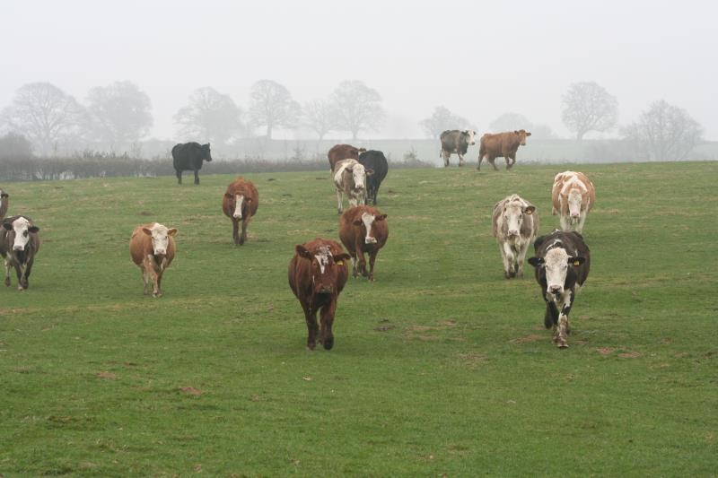Cattle on the farm at Onibury_28238