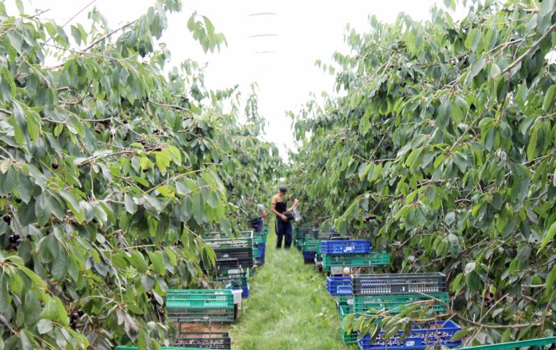 Workers picking cherries