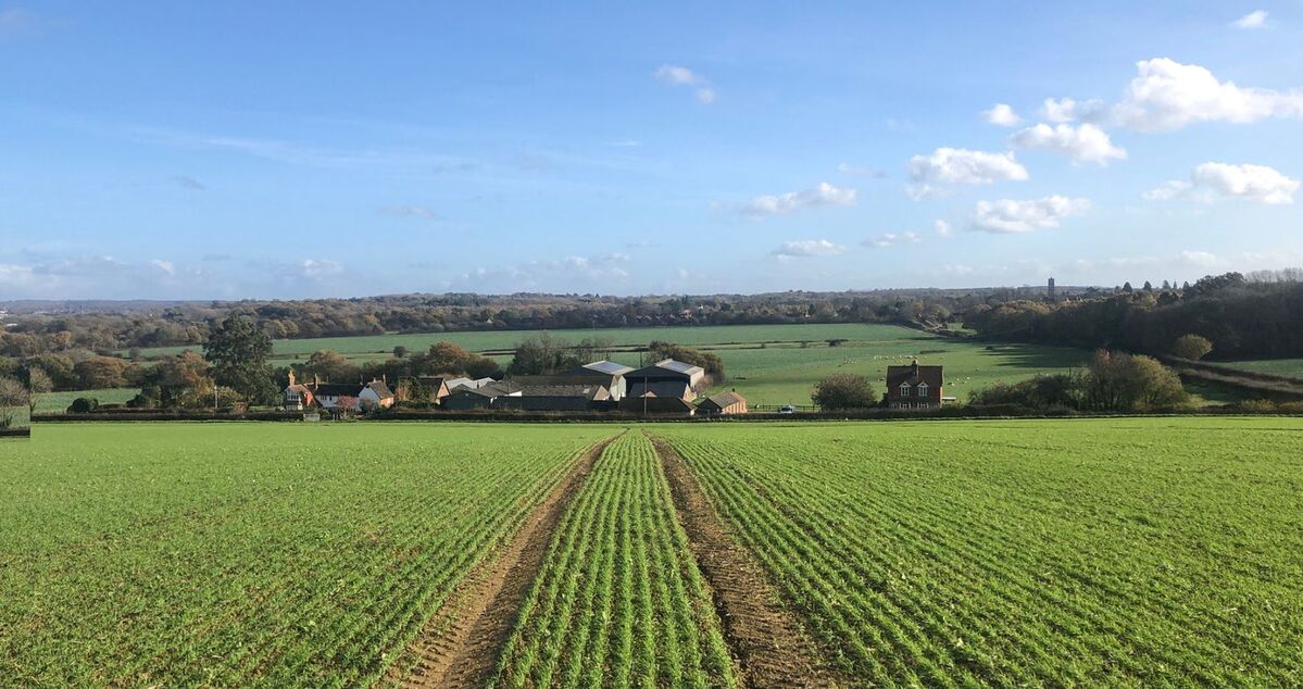 Winter wheat crop