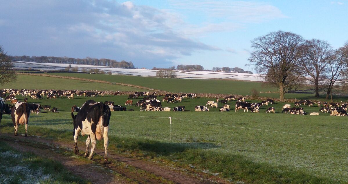 Andrew Mycock's cows 