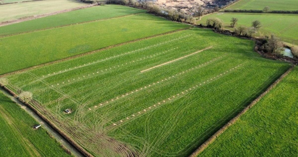 Trees on Rob Harrison's farm