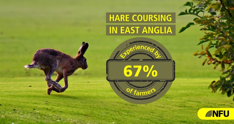 Hare coursing infographic_77927