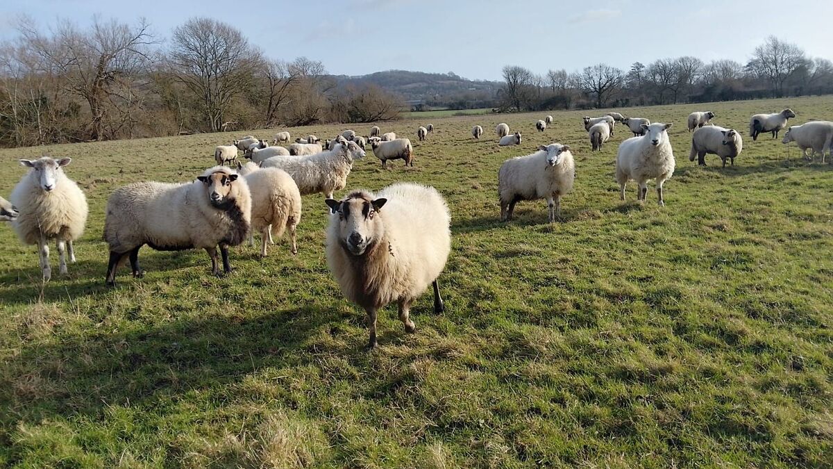 Sheep on John Dinnis's farm