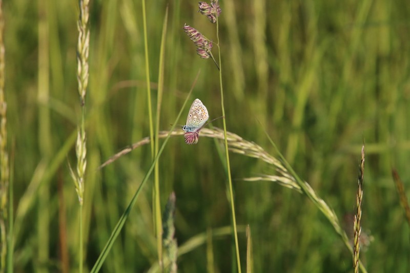 Butterfly on Essex farm