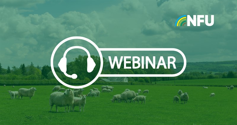 Ewes and lambs in a grass field on a sunny day