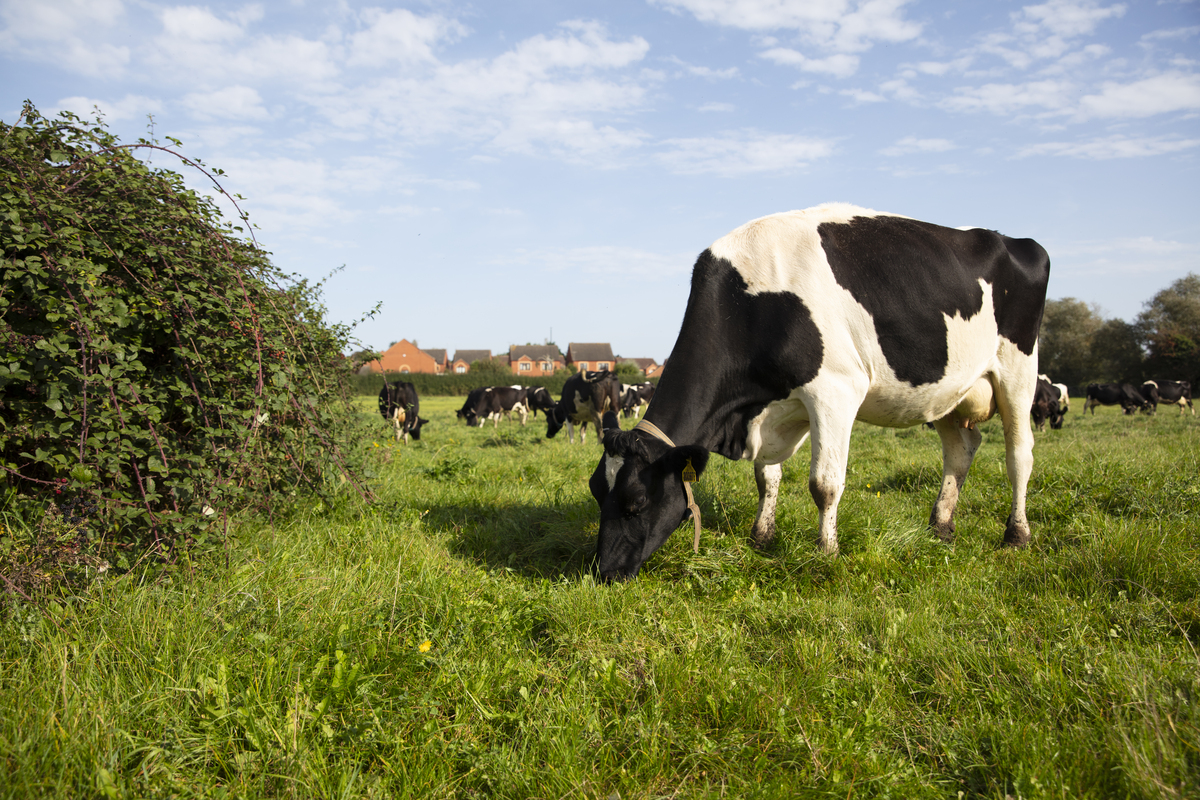 Dairy cows grazing in a field