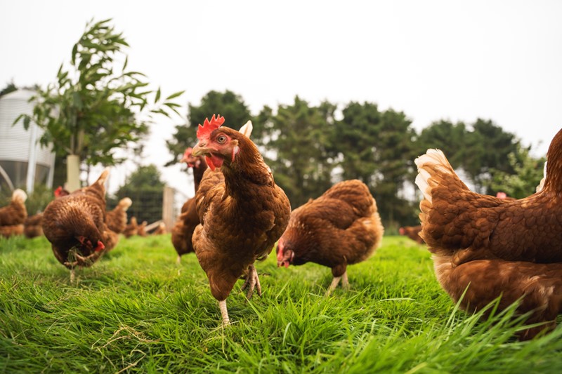 Poultry in field