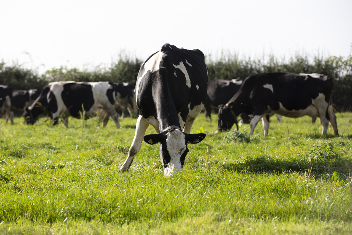 Dairy cows grazing