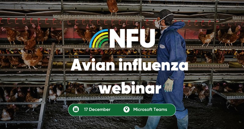 NFU logo with wording 'Avian influenza webinar' and '17 December' with a calendar icon and Microsoft Teams following a location pin icon with a man in PPE walking through a  shed with chickens