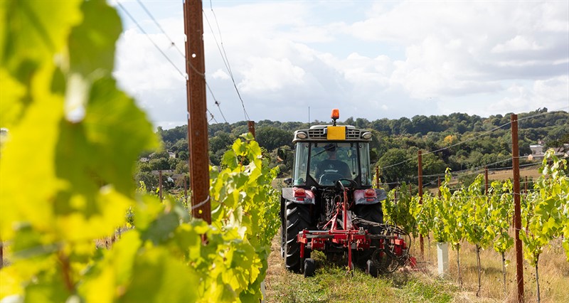 Lokkelebery Vineyard