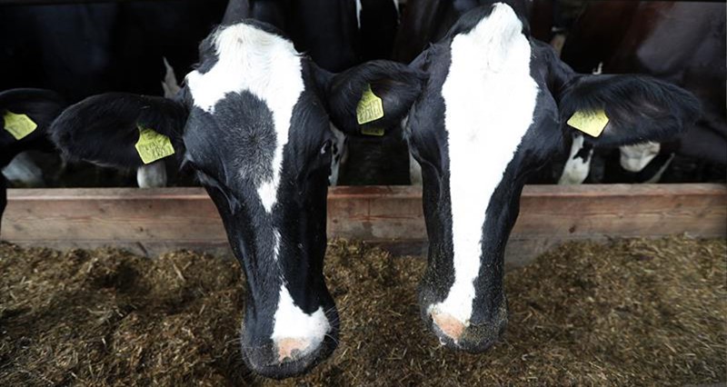 Moo'trition farm dairy cows