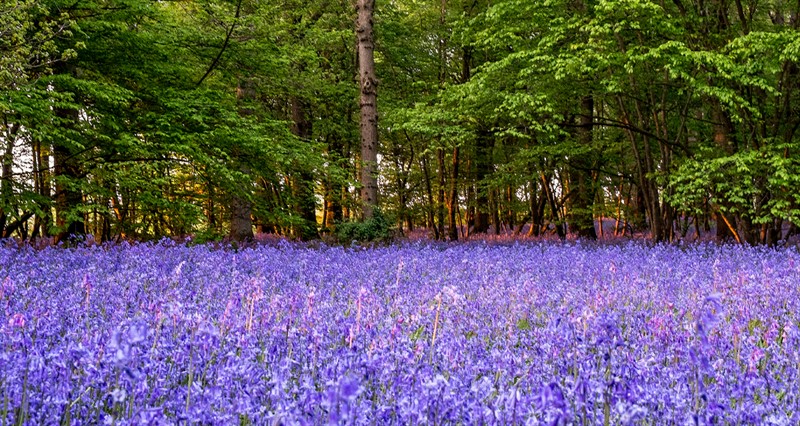 Arlington bluebells