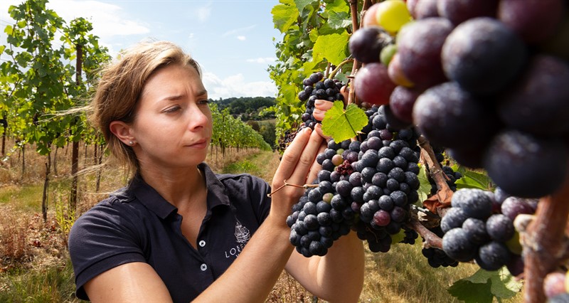 Hannah Buisman examining produce