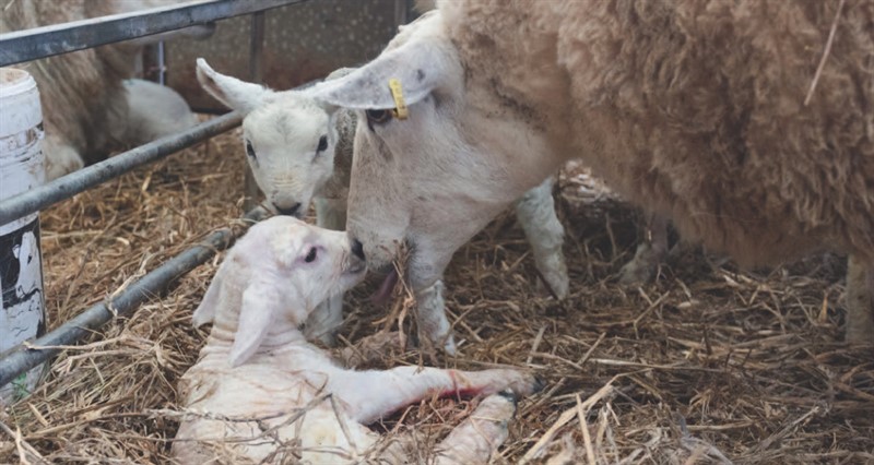 Naomi Williams-Roberts, Student Farmer May 2024 (3)