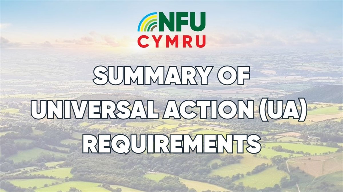 Cluster of oak trees