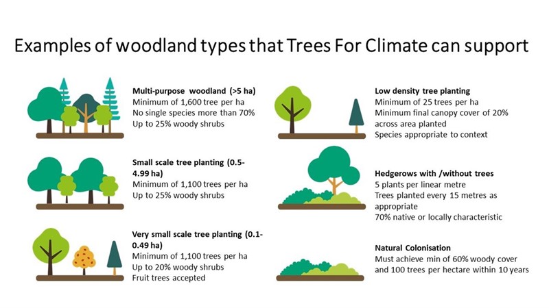 Tree planting infographic_79443