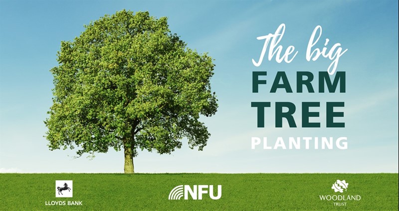 The Big Farm Tree Planting_82173