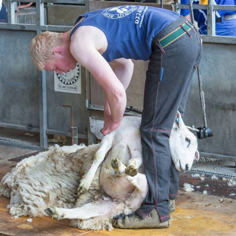 Mick Handley sheep shearing_76402