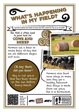 What's growing in my field – cows and sheep