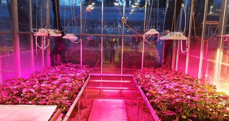 LED lighting on berries in a glasshouse at NIAMB EMR research station, Kent