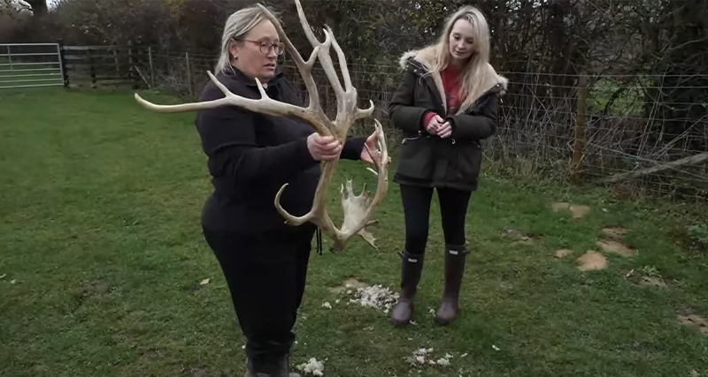 Steph showing an antler to Jennie