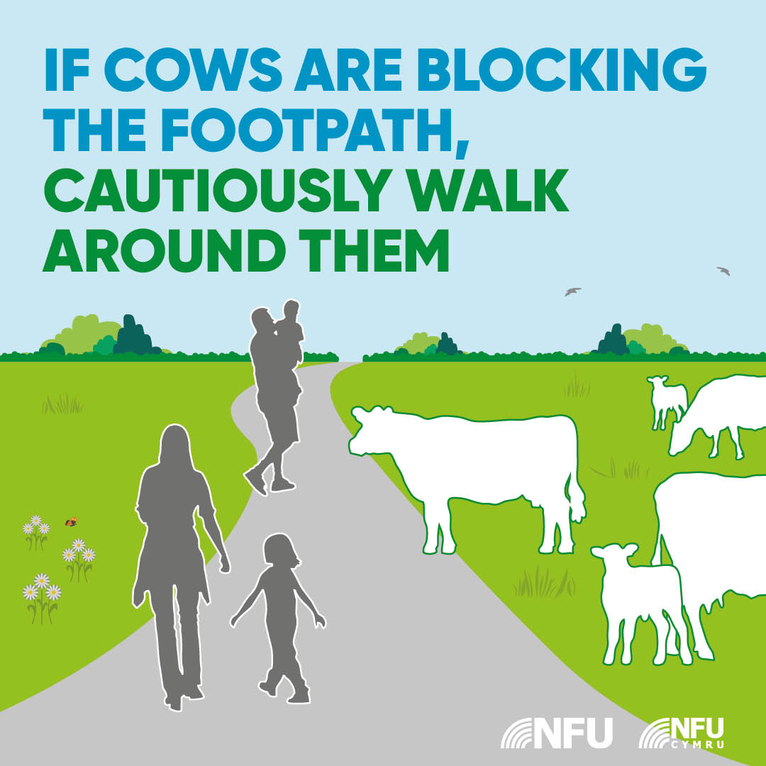 If cows are blocking the footpath cautiously walk around them 