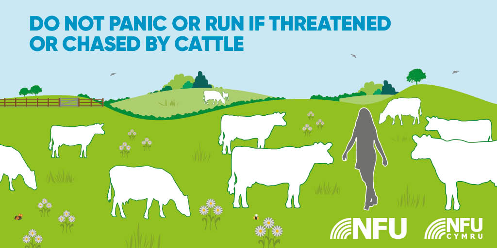 Do not panic or run around cattle