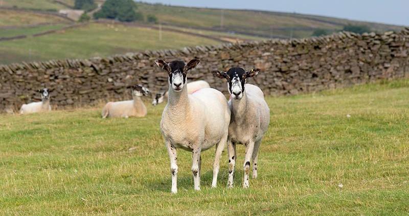 Uplands survey launched