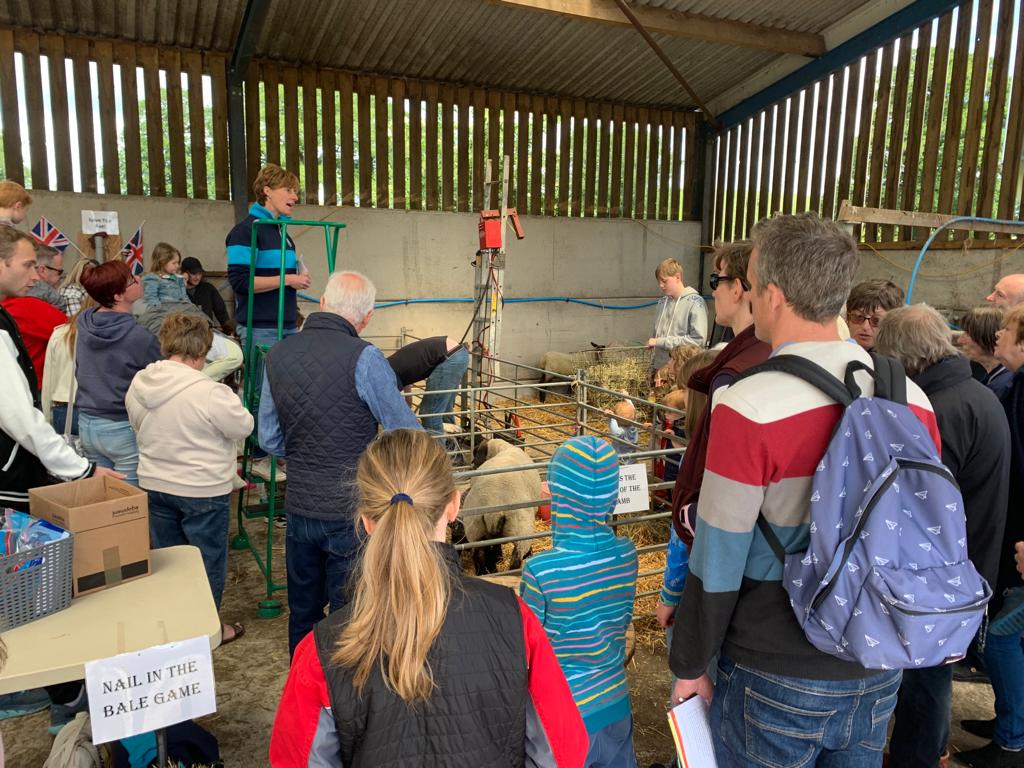 Sheep shearing demonstration at Newton's Dairy Open Farm Sunday event