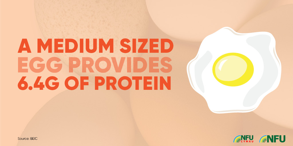 Medium-sized egg provides 6.4g protein 