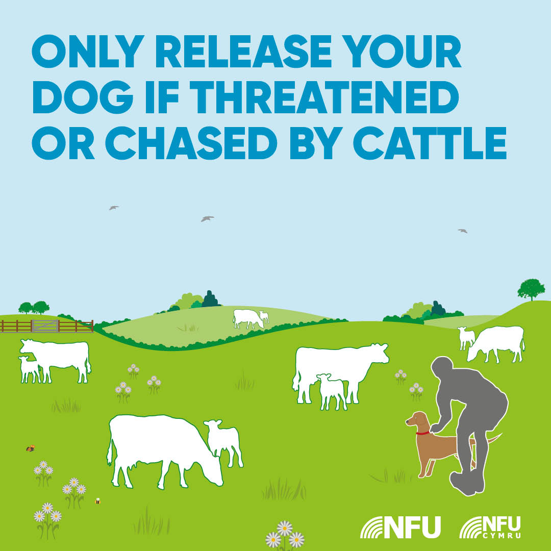 Only release your dog if threatened or chased by cattle
