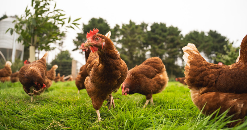 Meet the NFU South poultry board