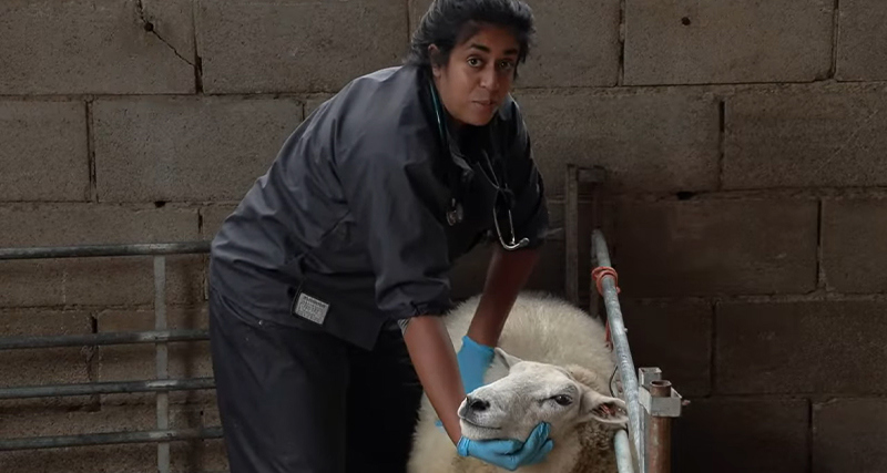 Shrea Patel examining a sheep