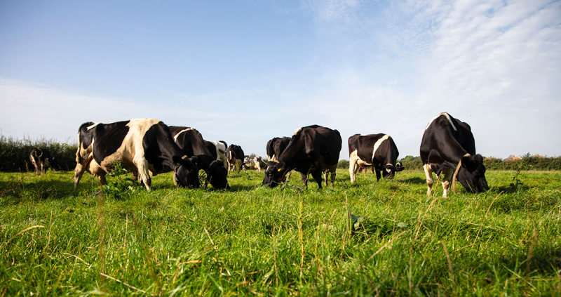 Meet the South dairy board