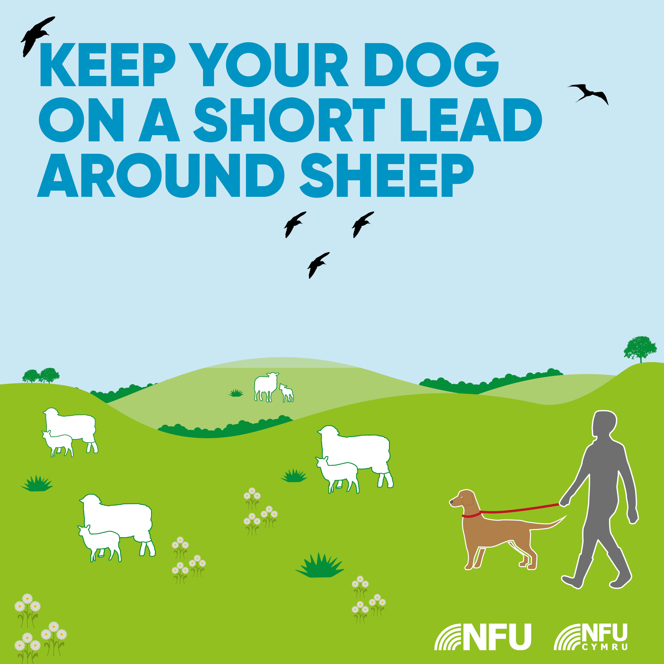 Keep your dog on a short lead around sheep