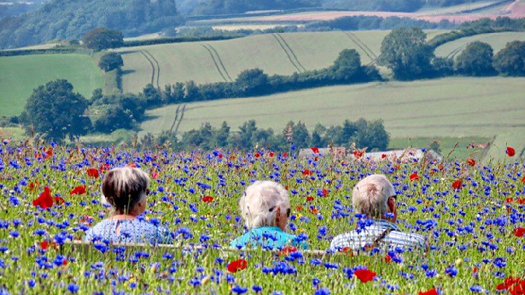 Credit: Sue Milverton. “This photo was  taken at the Wild Flower Meadow Stogumber last summer. The farmer, Ken Sellick, has sown an area of wild flowers for the past few years, opening the field to the public at weekends in return for a donation to a local charity. The photograph highlights the positive impact that farmers can have on the community. I took my elderly parents there for a picnic when this photo was taken and we had such a lovely day.”