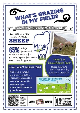What's growing in my field – sheep