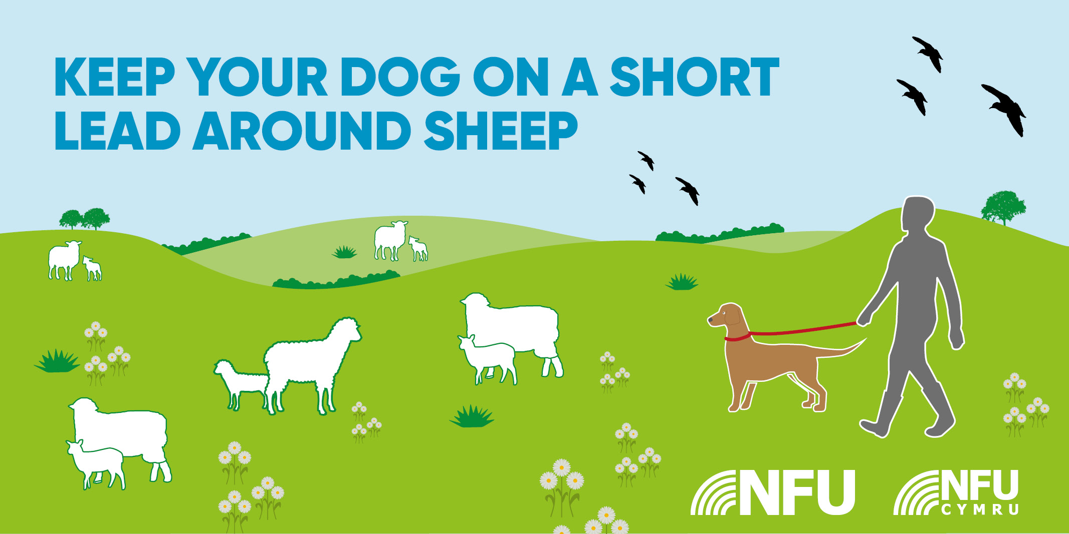 Keep dogs on short leads around sheep