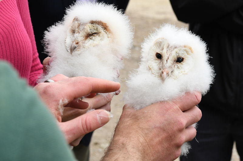 Patrick Barker introduces some new young barn owl chicks to the group