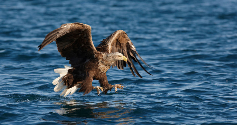 White-tailed eagles to be released on Exmoor