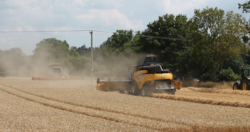 Two combine harvesters in a field of wheat, working near overhead lines